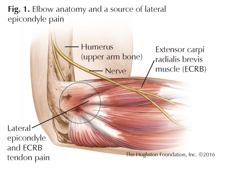 elbow anatomy ligaments and tendons