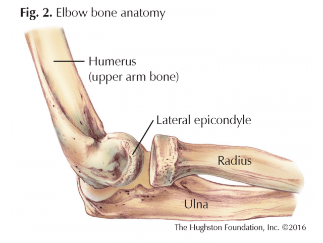 Taming Tennis Elbow | Tennessee
