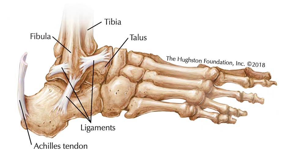 Medical drawing of a foot and ankle